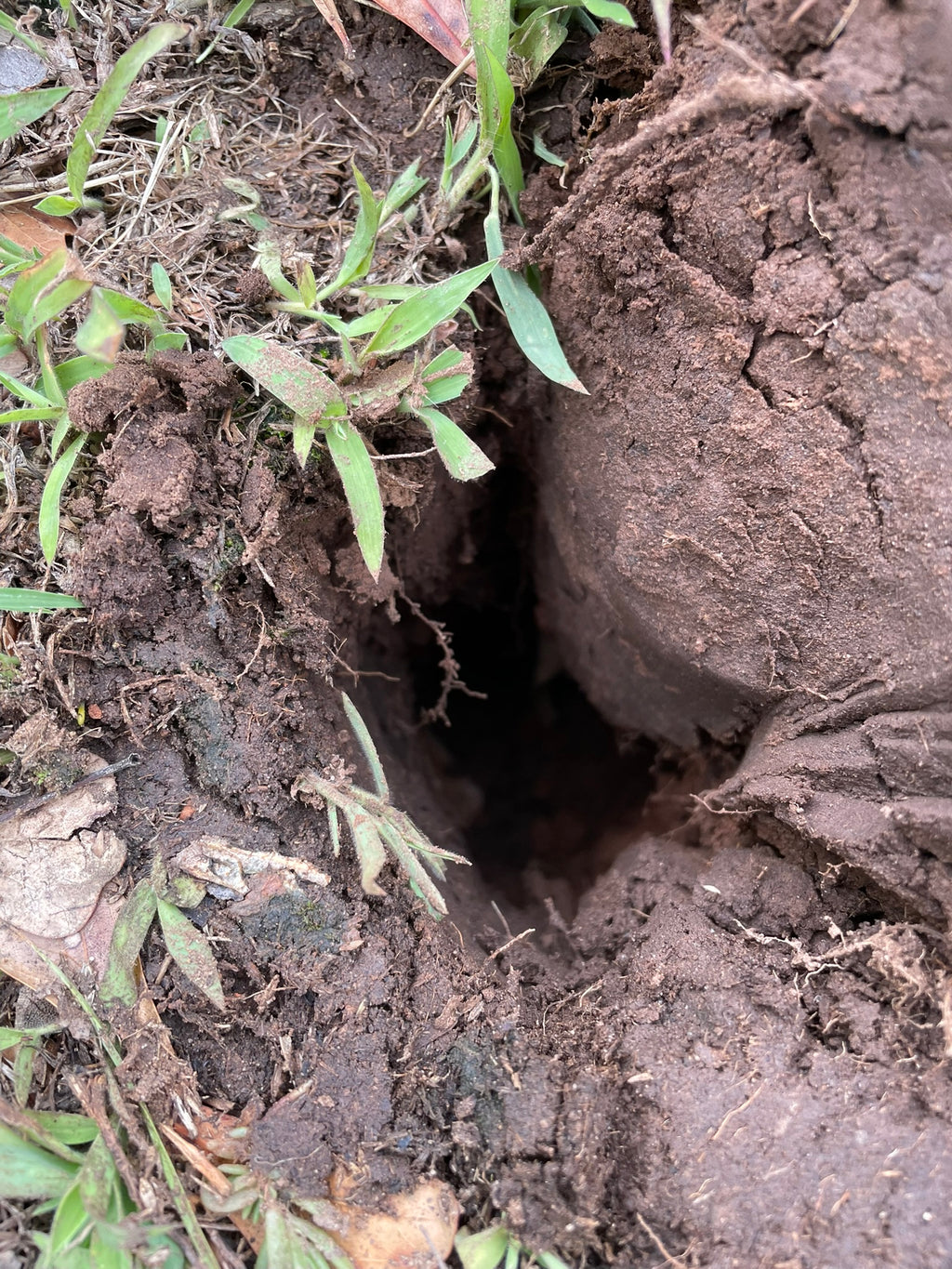 Soil Restoration Tool - SRT-1 with 8in Tine
