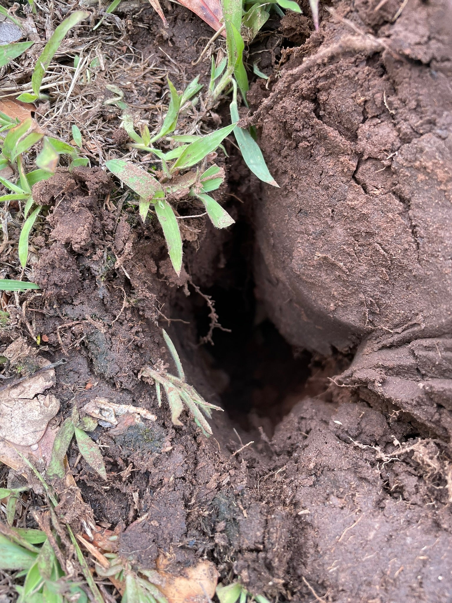 Soil Restoration Tool - SRT-1 with 8in Tine